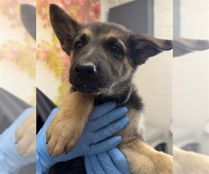 German Shepherd Dog Dogs for adoption in San Bernardino, CA, USA