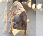 Small Photo #5 French Bulldog Puppy For Sale in ENCINO, CA, USA