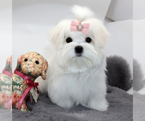 Maltese Puppy for sale in LOS ANGELES, CA, USA