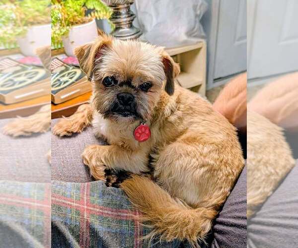 Medium Photo #2 Brussels Griffon-Unknown Mix Puppy For Sale in Bellingham, WA, USA