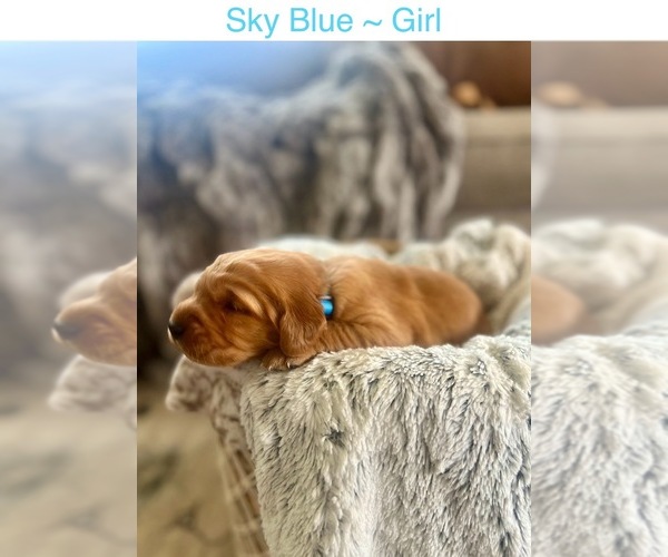 Medium Photo #1 Golden Retriever Puppy For Sale in SAINT GEORGE, UT, USA