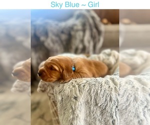 Golden Retriever Litter for sale in SAINT GEORGE, UT, USA