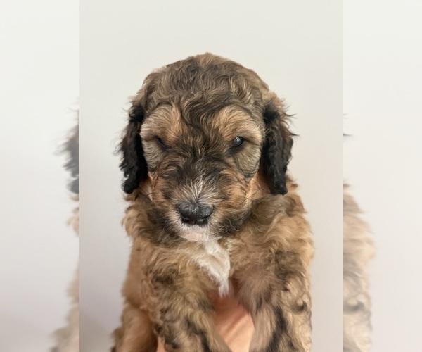 Medium Photo #11 Bernedoodle Puppy For Sale in MOULTON, AL, USA