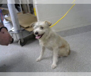 Border Terrier-Unknown Mix Dogs for adoption in Pasadena, TX, USA