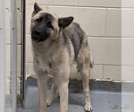 Small Norwegian Elkhound Mix
