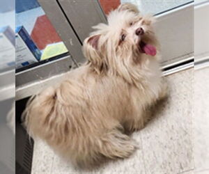 Maltese-Unknown Mix Dogs for adoption in Plano, TX, USA