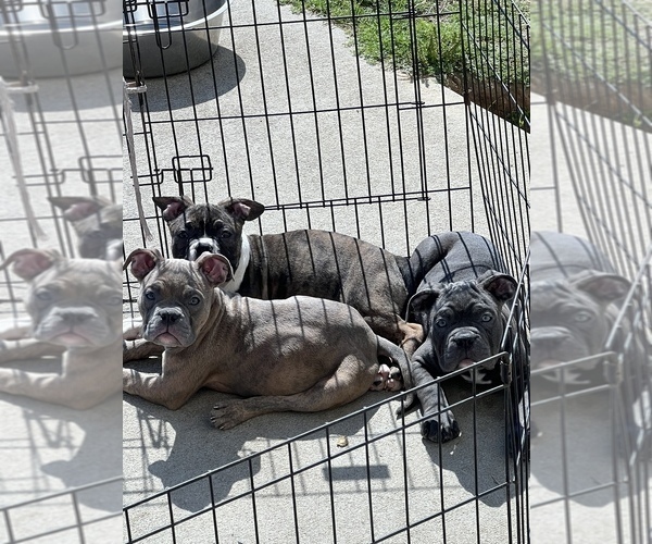 Medium Photo #1 American Bully Puppy For Sale in EFFINGHAM, SC, USA