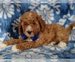 Small Photo #5 Poodle (Standard) Puppy For Sale in LANCASTER, PA, USA