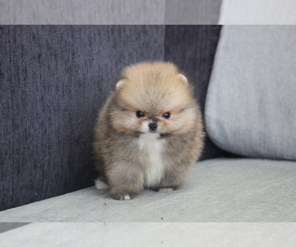 Medium Photo #8 Pomeranian Puppy For Sale in SAN FRANCISCO, CA, USA