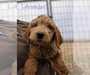 Goldendoodle Puppy for Sale in KINGSTON, Missouri USA