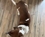 Small Photo #3 Basset Hound Puppy For Sale in COLUMBUS, GA, USA