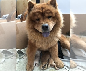 Mother of the Chow Chow puppies born on 11/23/2021