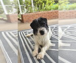 Small #2 Mutt