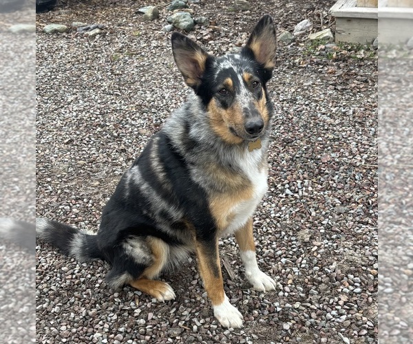 Medium Photo #1 Collie-German Shepherd Dog Mix Puppy For Sale in LAKESIDE, MT, USA