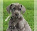 Small #2 Great Dane