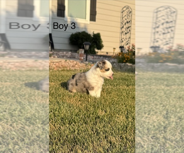 Medium Photo #2 Miniature Australian Shepherd Puppy For Sale in STRASBURG, CO, USA