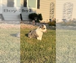 Small #1 Miniature Australian Shepherd