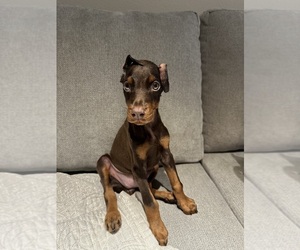 Doberman Pinscher Puppy for sale in LOS ANGELES, CA, USA