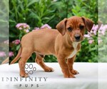 Small #2 Cavapoo (Miniature)-Jack Russell Terrier Mix
