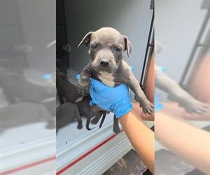 American Pit Bull Terrier Dogs for adoption in Houston, TX, USA