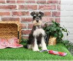 Small #2 Schnauzer (Miniature)