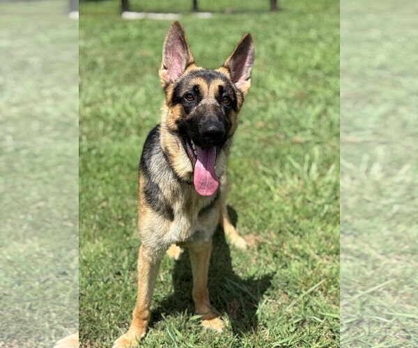 Medium Photo #2 German Shepherd Dog Puppy For Sale in Virginia Beach, VA, USA