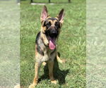 Small #1 German Shepherd Dog