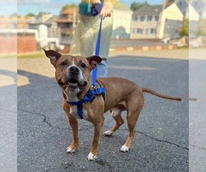 Mutt Dogs for adoption in Boston, MA, USA