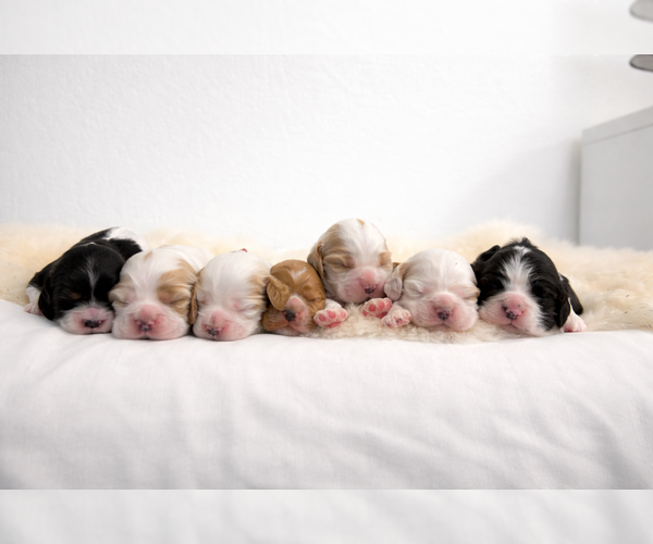 Medium Photo #1 Cocker Spaniel Puppy For Sale in TEMPLE, TX, USA