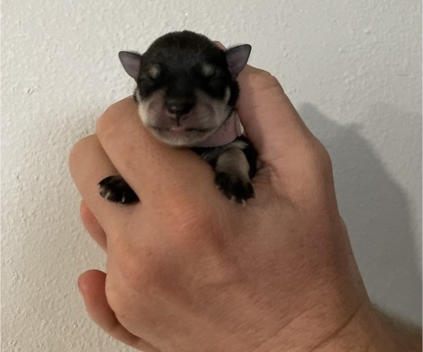 Medium Photo #4 Schnauzer (Miniature) Puppy For Sale in RICHLAND, WA, USA