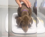 Small #4 Doberman Pinscher