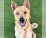 Small #1 German Shepherd Dog Mix