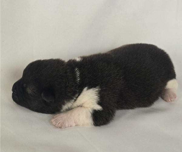 Medium Photo #2 Akita Puppy For Sale in STRAFFORD, MO, USA