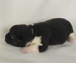 Small #1 Akita