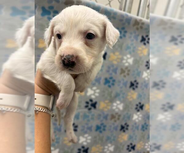 Medium Photo #1 Labrador Retriever-Unknown Mix Puppy For Sale in Rosenberg, TX, USA