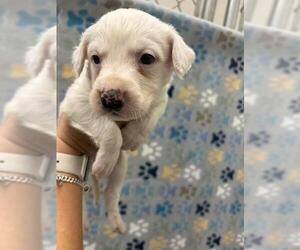 Labrador Retriever-Unknown Mix Dogs for adoption in Rosenberg, TX, USA