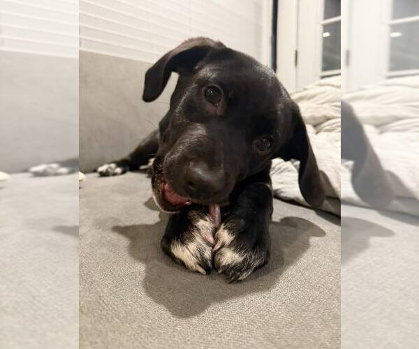 Medium Photo #2 Labrador Retriever-Unknown Mix Puppy For Sale in Woodbury, NY, USA