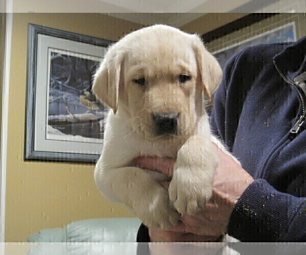 Medium Photo #12 Labrador Retriever Puppy For Sale in ATHOL, MA, USA