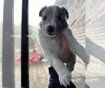 Small Photo #7 Shetland Sheepdog Puppy For Sale in REPUBLIC, MO, USA