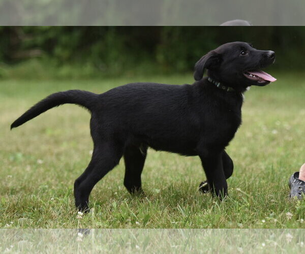 Medium Photo #1 Labrador Retriever-Unknown Mix Puppy For Sale in Mechanicsburg, PA, USA