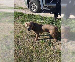 Staffordshire Bull Terrier-Unknown Mix Dogs for adoption in Houston, TX, USA