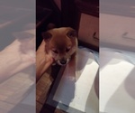 Puppy Puppy 4 Shiba Inu