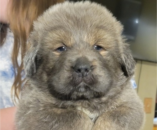 Medium Photo #7 Tibetan Mastiff Puppy For Sale in PRINCETON, MN, USA