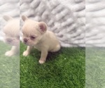 Small Photo #3 French Bulldog Puppy For Sale in PORTSMOUTH, VA, USA