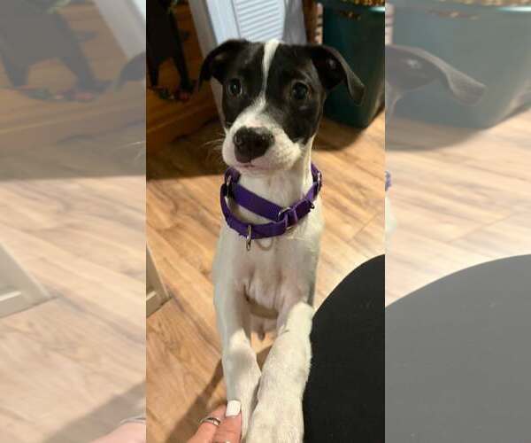 Medium Photo #1 Mutt Puppy For Sale in pomfret, CT, USA