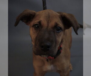 Sakura - Female Border Terrier-Chihuahua Mix Dog for Adoption - Photo #8