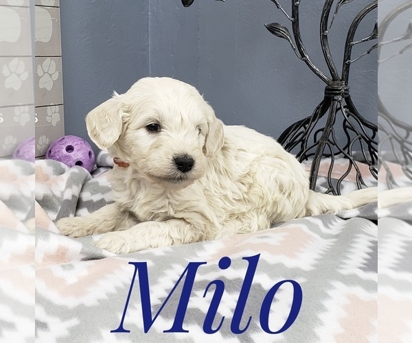 Medium Photo #45 Goldendoodle Puppy For Sale in CEDAR GAP, MO, USA
