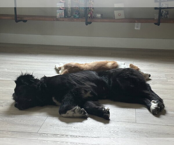 Medium Photo #11 Great Pyrenees-Unknown Mix Puppy For Sale in Sandy, UT, USA