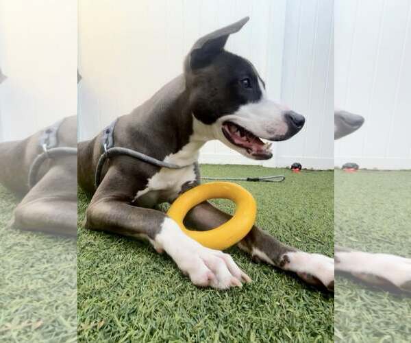 Medium Photo #2 Mutt Puppy For Sale in Pompano Beach , FL, USA