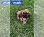 Puppy 2 Bloodhound